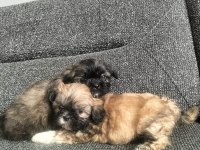 Shih Tzu 2 Erkek Bebek