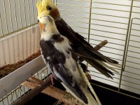 Yeni Yeme Düşmüş Sultan Papağanı Yavrular