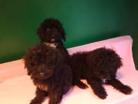 Siyah Toy Poodle Yavrularımız