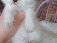 Anne Sütünden Kesilmek Üzere İran Kedisi (Persian)