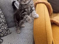 Sevimli Scottish Straight Yavrumuz Yeni Yuvasını Arıyor.