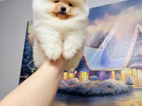 Pomeranian Boo Erkek Yavrum 2.5 Aylık