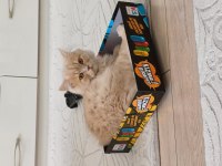 6 aylık british longhair