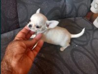 Elma kafa küt burunlu chihuahua