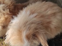 Hollanda lop tavşanı yavrusuyla birlikte verilecek