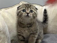 Golden tabby scottish fold