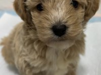 2 aylık toy poodle dişi aşıları tam