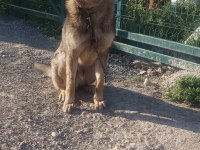 1 yaşında - çipli - belçika kurdu