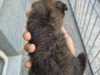 Scottish Fold Cinnamon