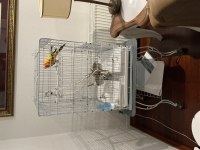 Güneş Konur Papağanımız