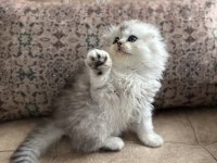 Wcf Kayıtlı Scottish Fold Longhair - Özel Üretim Yavru