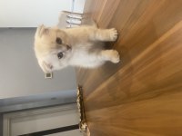 Saf Irk Blue Point Dişi Ve Erkek 50 Günlük Kediler