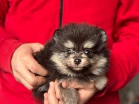 Pomeranian Boo Yavruları Kredi Kartı Geçerlidir