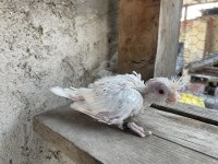 Yavru Sultan Papağanları