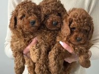 Irk Ve Sağlık Garantili Poodle Bebekler