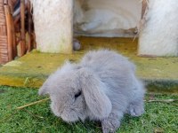 Hollanda teddy lop tavşanlar