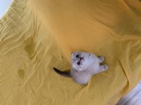 45 Günlük A Kalite Scottish Fold Yavrular