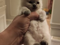 Blue point british shorthair