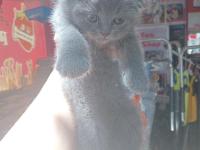 A Kalite Dişi Scottish Fold 2 Aylık