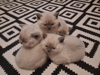 British Yavrularımız Teslime Hazır