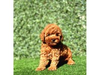 Güzel Toy Poodle Yavrularım