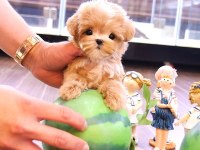 Maltipoo Cins Bebek Köpeklerim