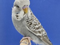 Yeni Yeme Düşen Muhabbet Kuşu Jumbo Yavrular