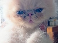 26 temmuz iran kedisi yavru kedilerim