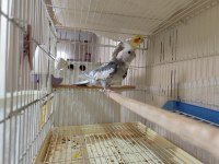 Sultan Papağanı Takım