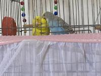 Kızgınlık döneminde çift muhabbet kuşu