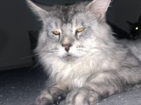 Maine Coon 2 Yaşında Erkek