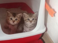British Shorthair Bebeklerimiz Yeni Yuvalarını Arıyor