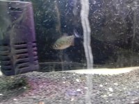 Natteri etçil yavru