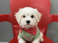 Hipoalerjenik Tüy Dökmeyen Maltesemiz