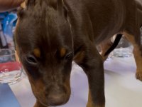 Doberman Kızıl Köpeğim