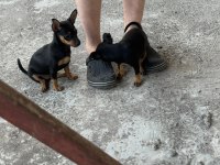 Sıfır Numara Minyatür Pinscher
