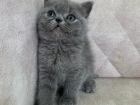 Ayı Surat Top Kafa Dişi British Shorthair Bebiş