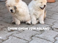 Chow chow (çin aslanı) yavruları