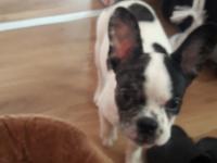 French bulldog 2 aylık dişi