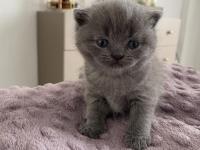 British Shorthair Yavru Kedi