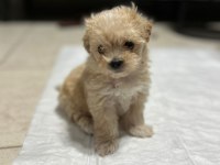 Eğitimli kore kan 0 numara maltipoo yavrular