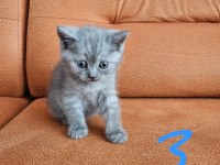 12 mayıs doğumlu üst kalite british shorthair yavruları
