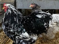 Blue Modled Brahma Kuluçkalık Yumurta