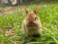 Safkan Cüce Tavşanlar Her İle Gönderim