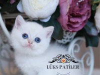 Beyaz Melek Silver British Shorthair Ns133