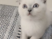 Scottish Fold Blue Point
