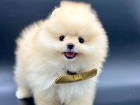 Safkan Pomeranian Boo Yavrularımız