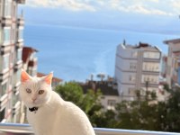 Sakin Uslu Kısır Aşıları Tam Ankara Kedisi