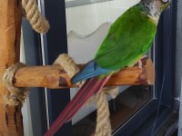 Konur Papağanımız