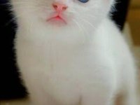 Safkan yavru kedilerimiz